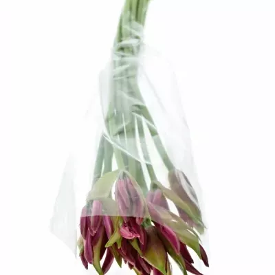 Nerine BO FAVORIET 60cm