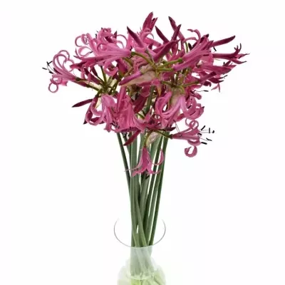 NERINE BO RAS VAN ROON 50cm