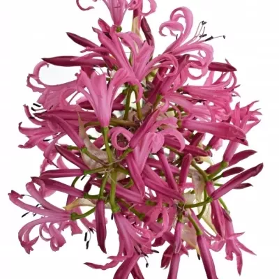 NERINE BO RAS VAN ROON 50cm