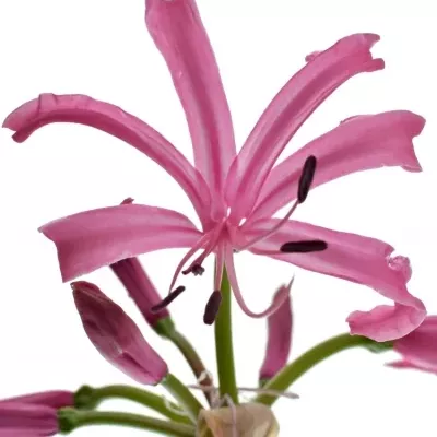 NERINE BO RAS VAN ROON 50cm