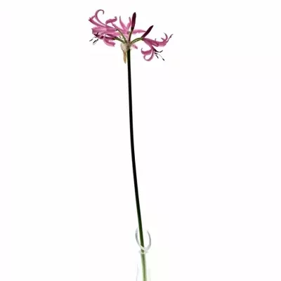 NERINE BO RAS VAN ROON 50cm