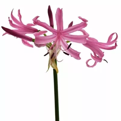 NERINE BO RAS VAN ROON 50cm