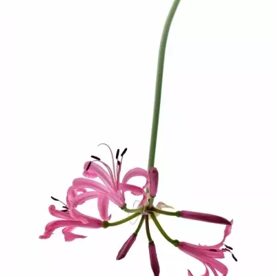 NERINE BO RAS VAN ROON 50cm