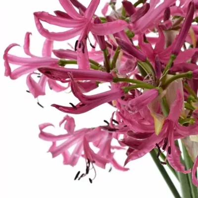 NERINE BO RAS VAN ROON 50cm