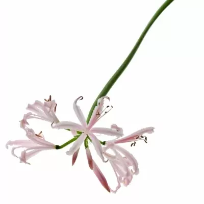 Nerine BO SOFIE 70cm