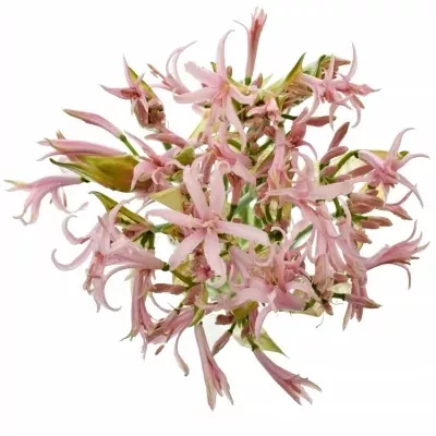 Nerine BO SOFIE 70cm