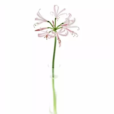 Nerine BO SOFIE 70cm