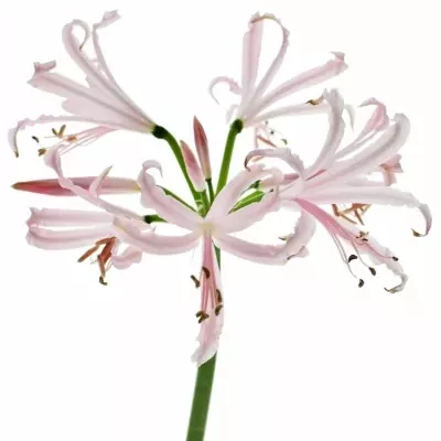 Nerine BO SOFIE 70cm