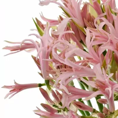 Nerine BO SOFIE 70cm