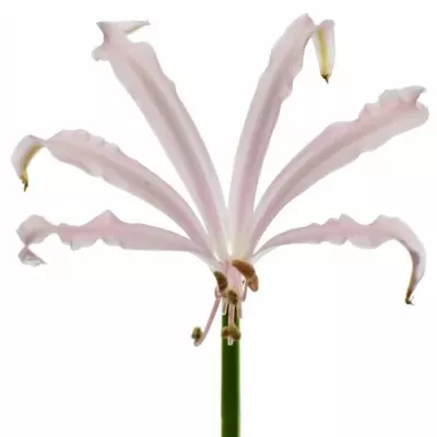 Nerine BO SOFIE 70cm