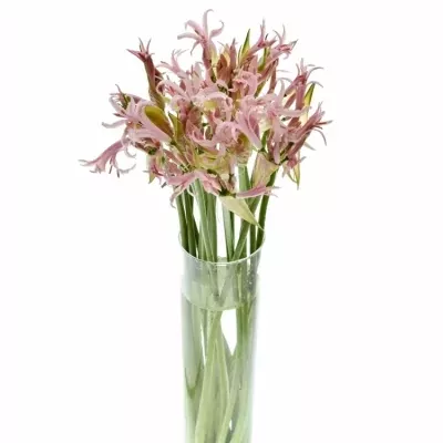 Nerine BO SOFIE 70cm