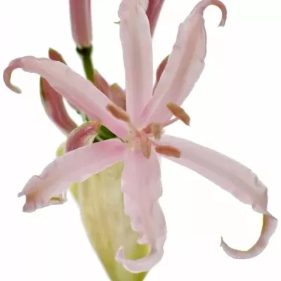 Nerine BO SOFIE 70cm