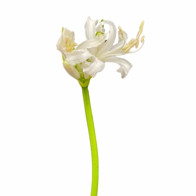 Nerine BOWDENII BIANCANEVE