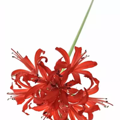 NERINE SA LYDIA 50cm