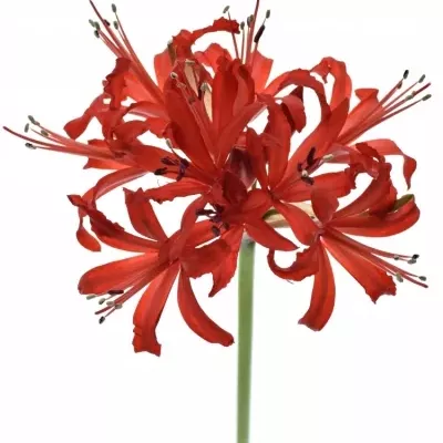 NERINE SA LYDIA 50cm