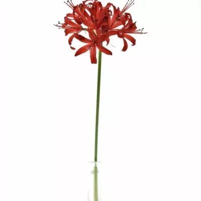 NERINE SA LYDIA 50cm