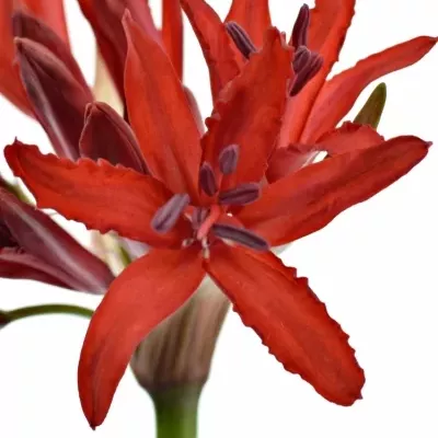 NERINE SA LYDIA 50cm