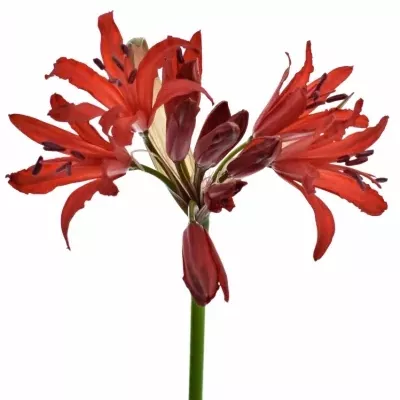 NERINE SA LYDIA 50cm