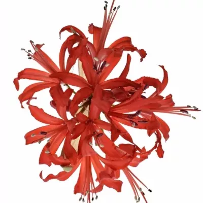 NERINE SA LYDIA 50cm