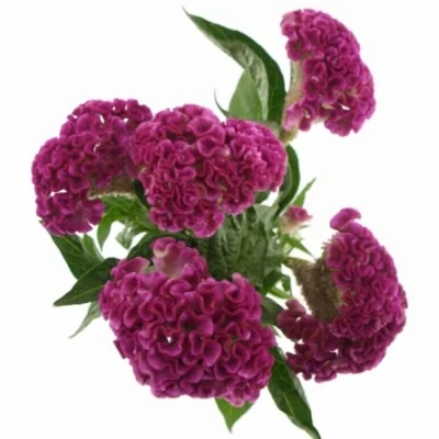 Nevadlec ARGENTEA CRISTI PURPLE