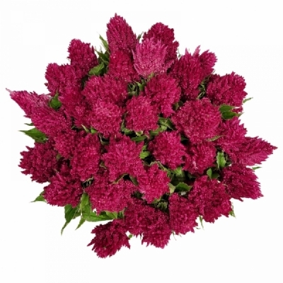 Nevadlec ARGENTEA PLUMOSA CENTURY PURPLE ROSE