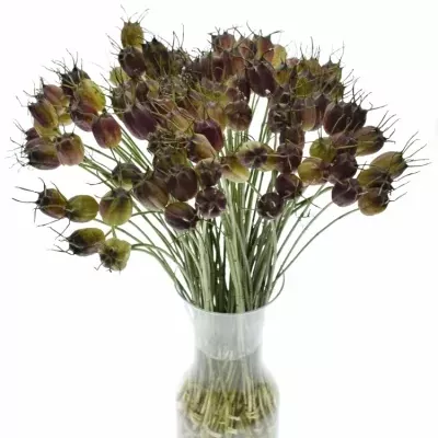 Nigela DAMAS ZAADDOZEN 50cm