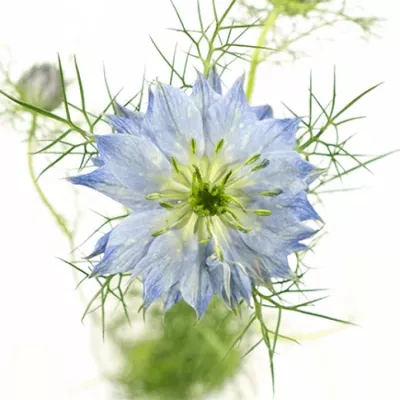 Nigella BLAUU 