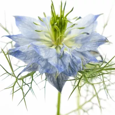 Nigella BLAUU 