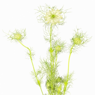 NIGELLA POWER WHITE