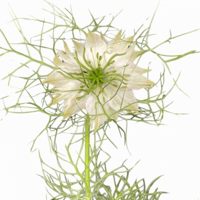 NIGELLA POWER WHITE