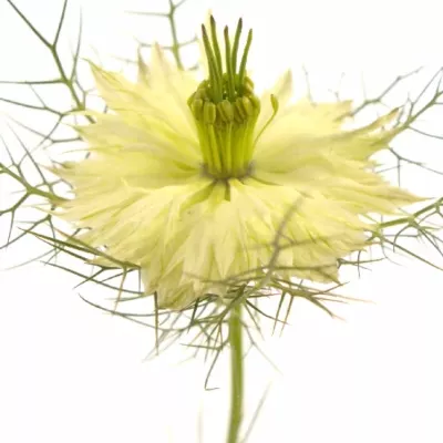 NIGELLA WHITE LADY