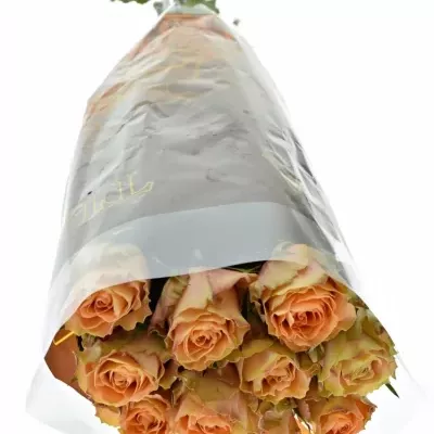 Oranžová růže FLORENTINE 50cm (XL)