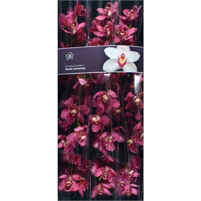 Orchidej CYMBIDIUM T RED DREAM