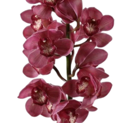 Orchidej CYMBIDIUM T RED DREAM 60cm/10květů