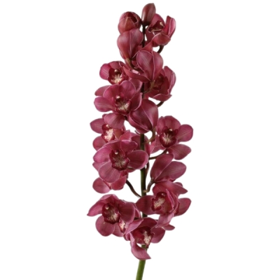 Orchidej CYMBIDIUM T RED DREAM