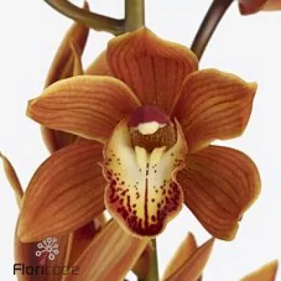 Orchidej MINI BROWN EYED GIRL