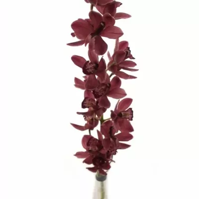 Orchidej MINI MRS ROMEO