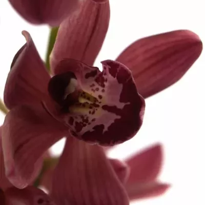 Orchidej MINI MRS ROMEO