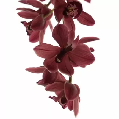 Orchidej MINI MRS ROMEO