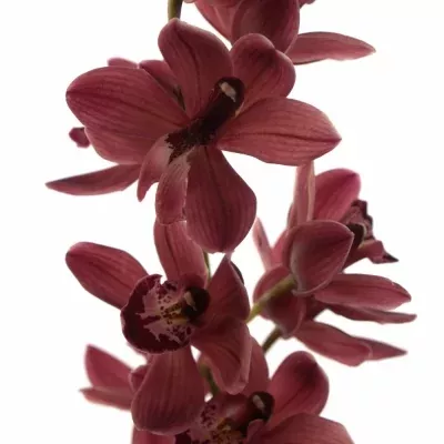 Orchidej MINI MRS ROMEO