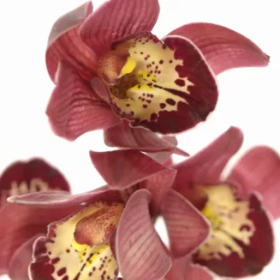 Orchidej MINI RED BEAUTY X ROY 40cm