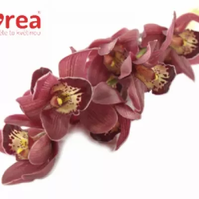 Orchidej MINI RED BEAUTY X ROY 40cm