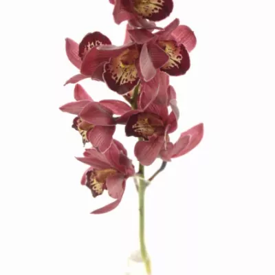 Orchidej MINI RED BEAUTY X ROY 40cm