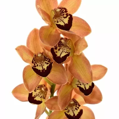 Orchidej MRS. GRIZZLY BEAR 40cm