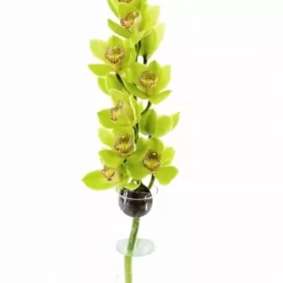 Orchidej MRS ROBIN HOOD 50cm