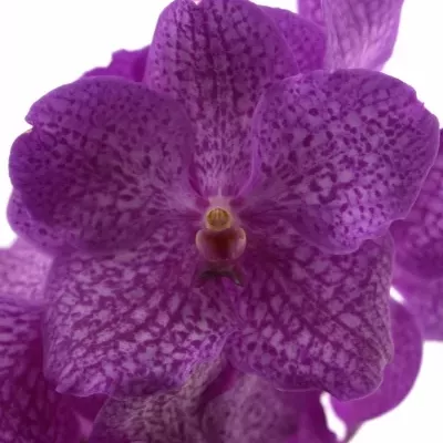 Orchidej NITAYA ROSY