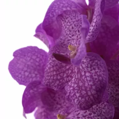 Orchidej NITAYA ROSY