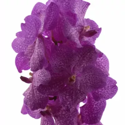 Orchidej NITAYA ROSY