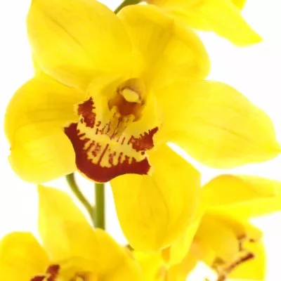 Orchidej RIJSEHOUT