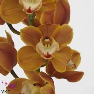 Orchidea T AMALIA